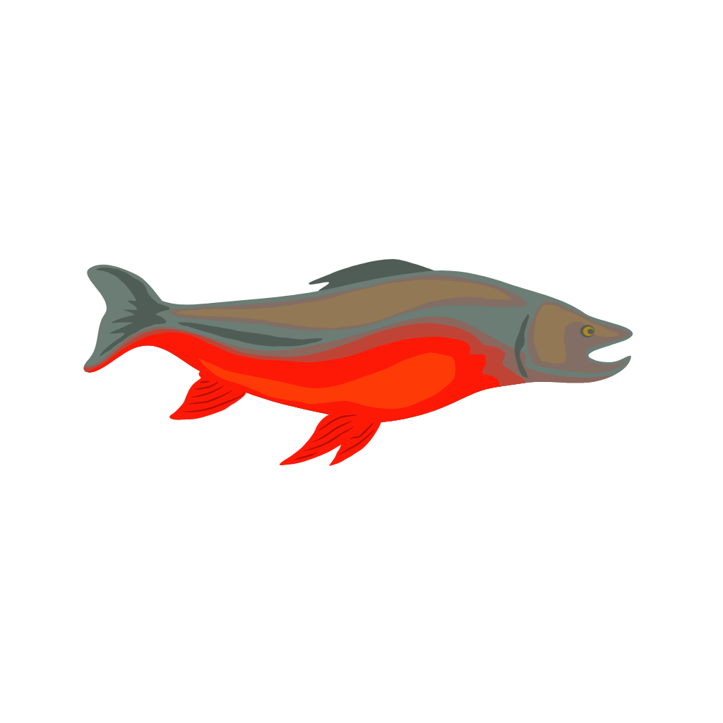 Arctic char illustration