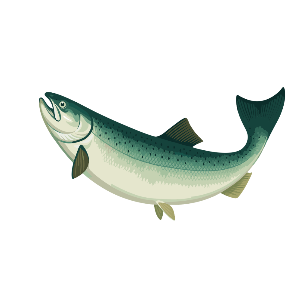 Salmon illustration