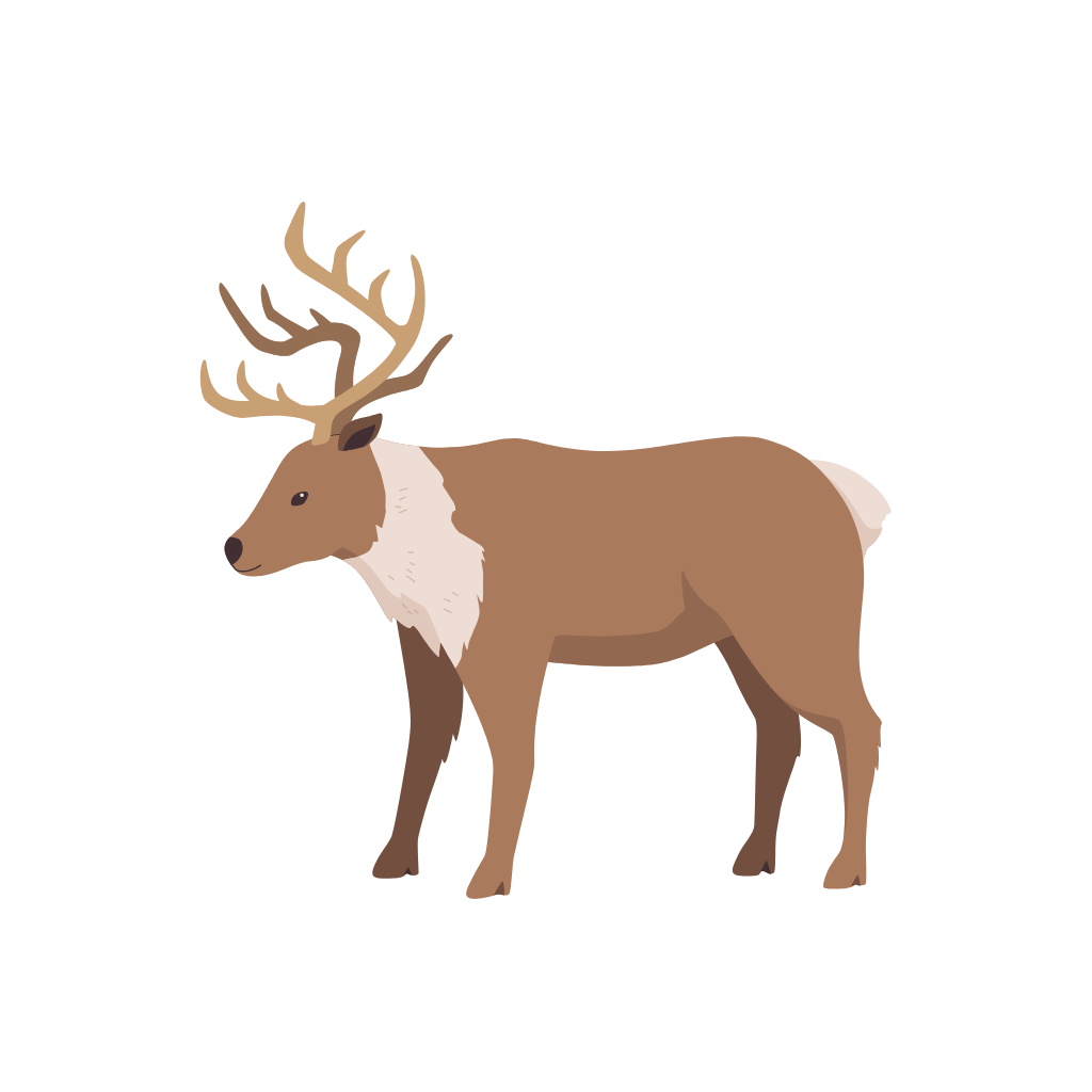 caribou illustration